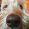 labradoodlesroc